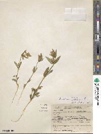 Gentianella amarella subsp. acuta image