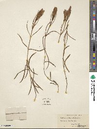 Gentiana autumnalis image