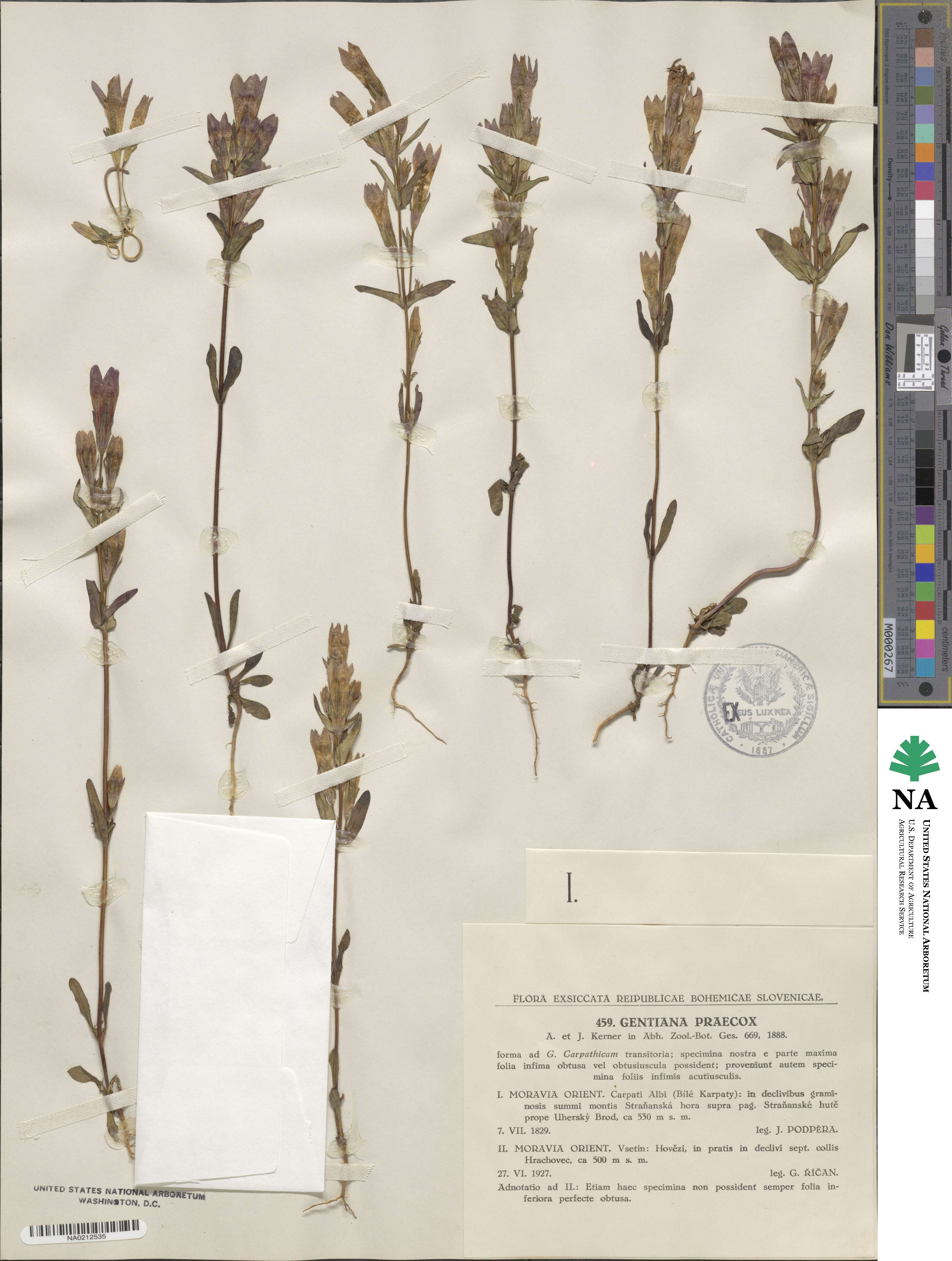 Gentiana praecox image