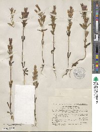 Gentiana praecox image