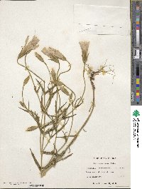 Gentianopsis virgata subsp. virgata image