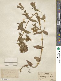 Gentiana quinquefolia image