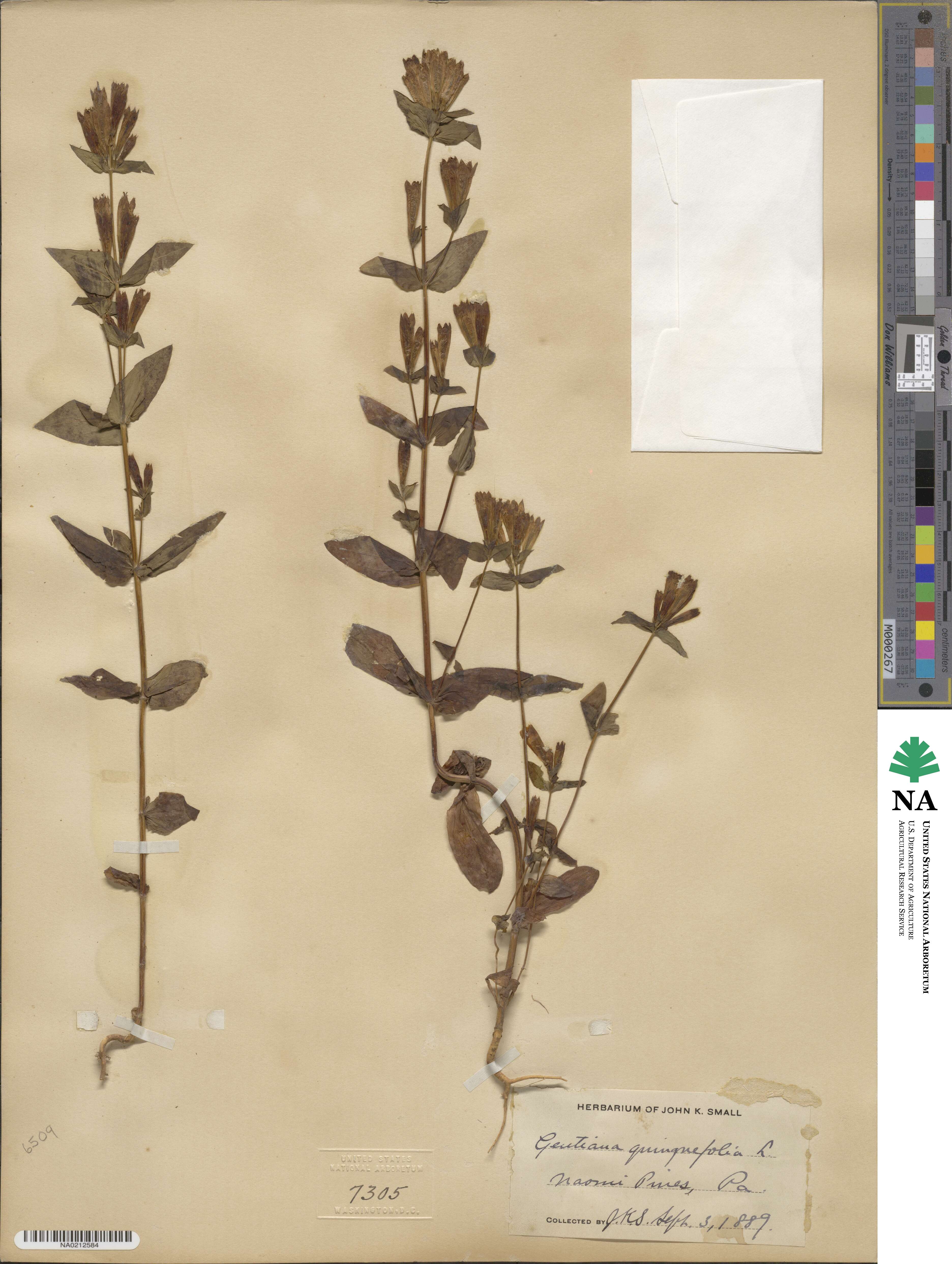 Gentiana quinquefolia image