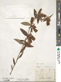 Gentiana saponaria image