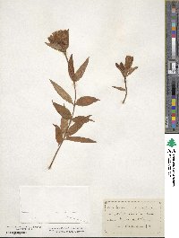 Gentiana saponaria image