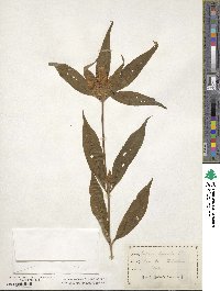 Gentiana saponaria image