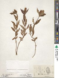 Gentiana saponaria image