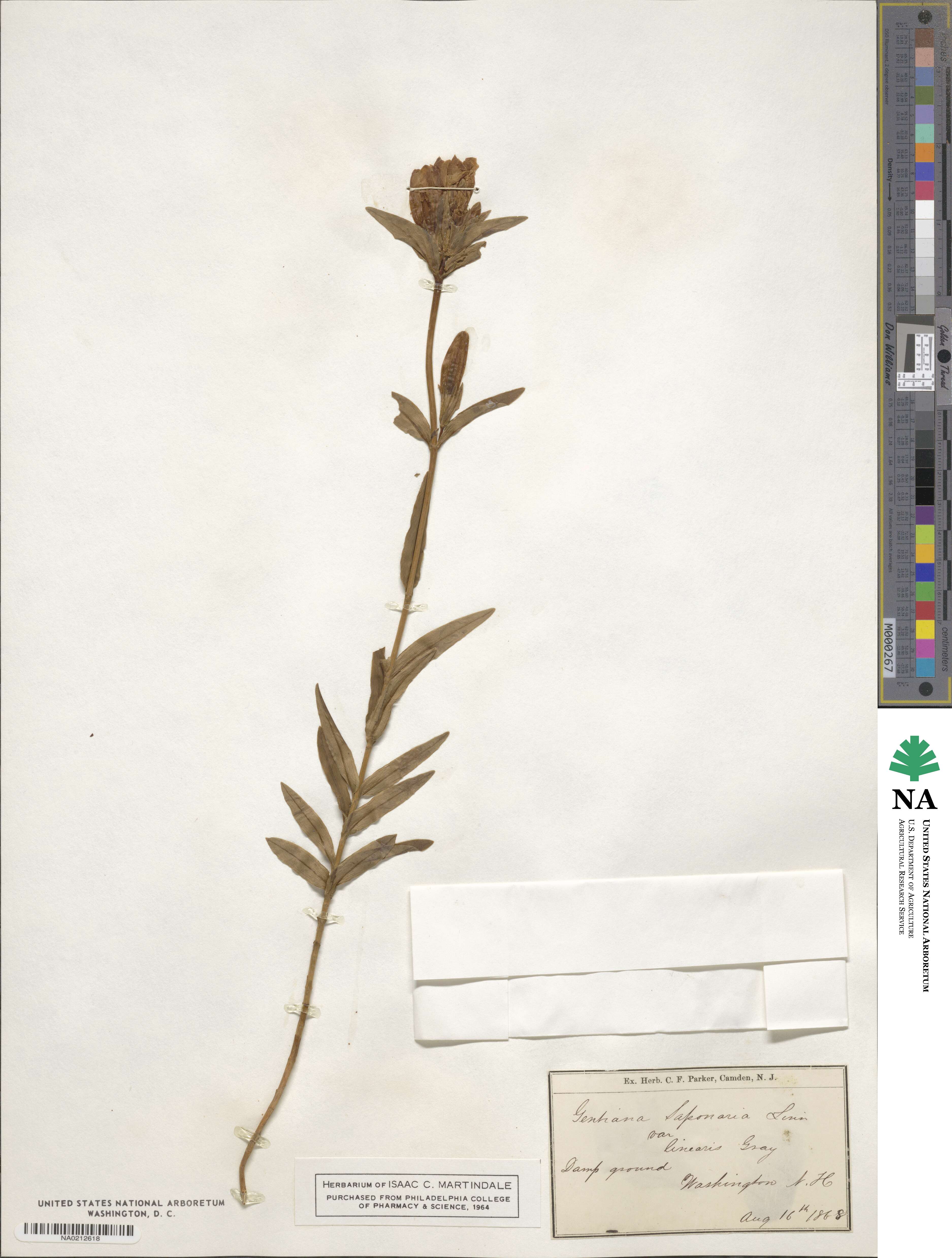 Gentiana saponaria image