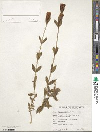 Gentiana sceptrum image