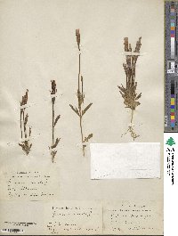 Gentiana serrata image