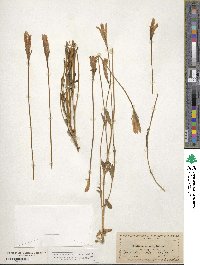 Gentiana serrata image