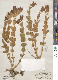 Gentiana setigera image