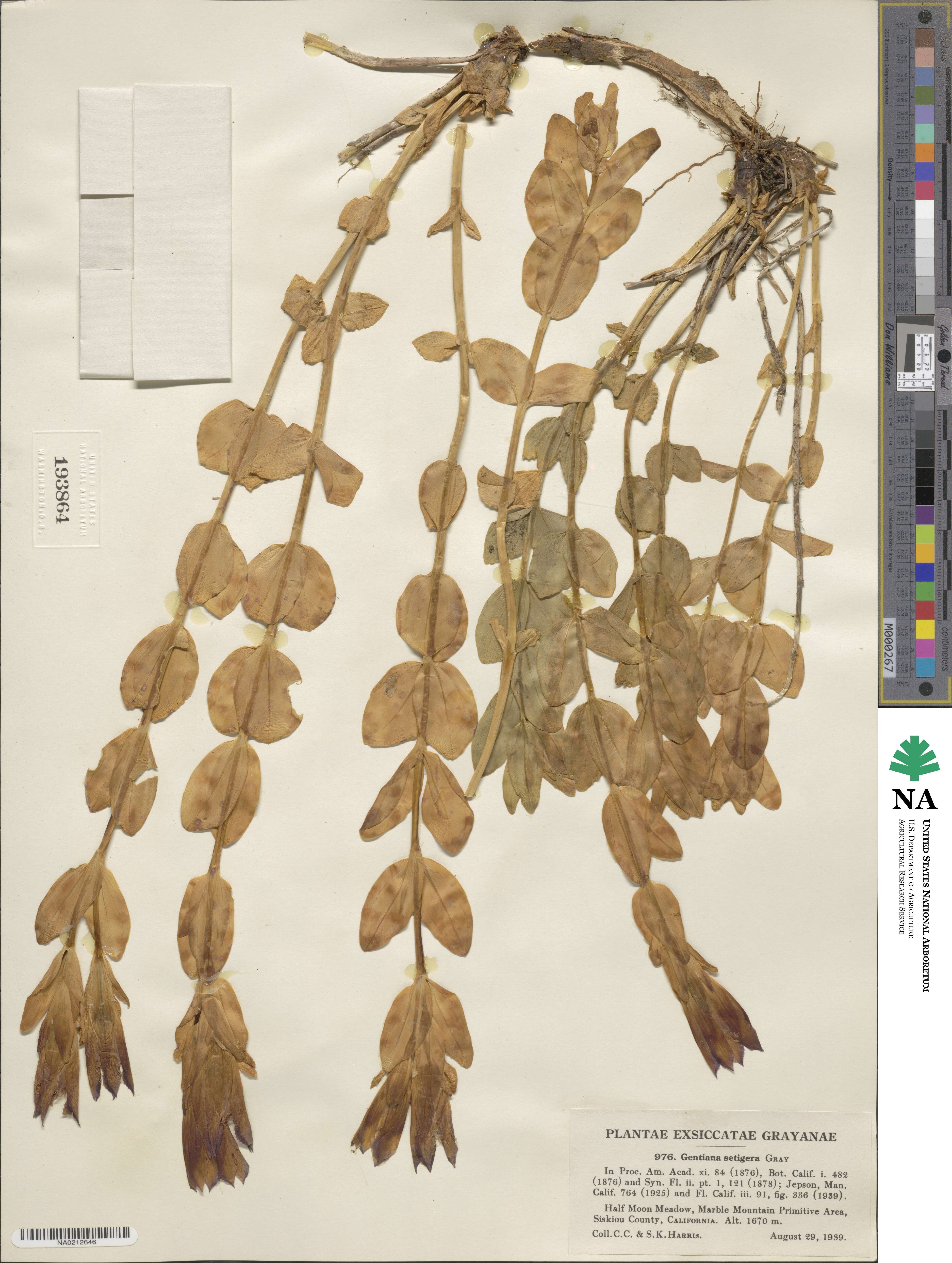 Gentiana setigera image