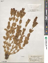 Gentiana setigera image