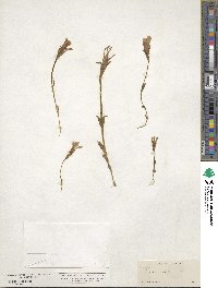 Gentianopsis simplex image