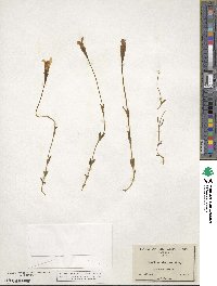 Gentianopsis simplex image