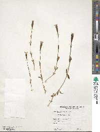 Gentianopsis simplex image