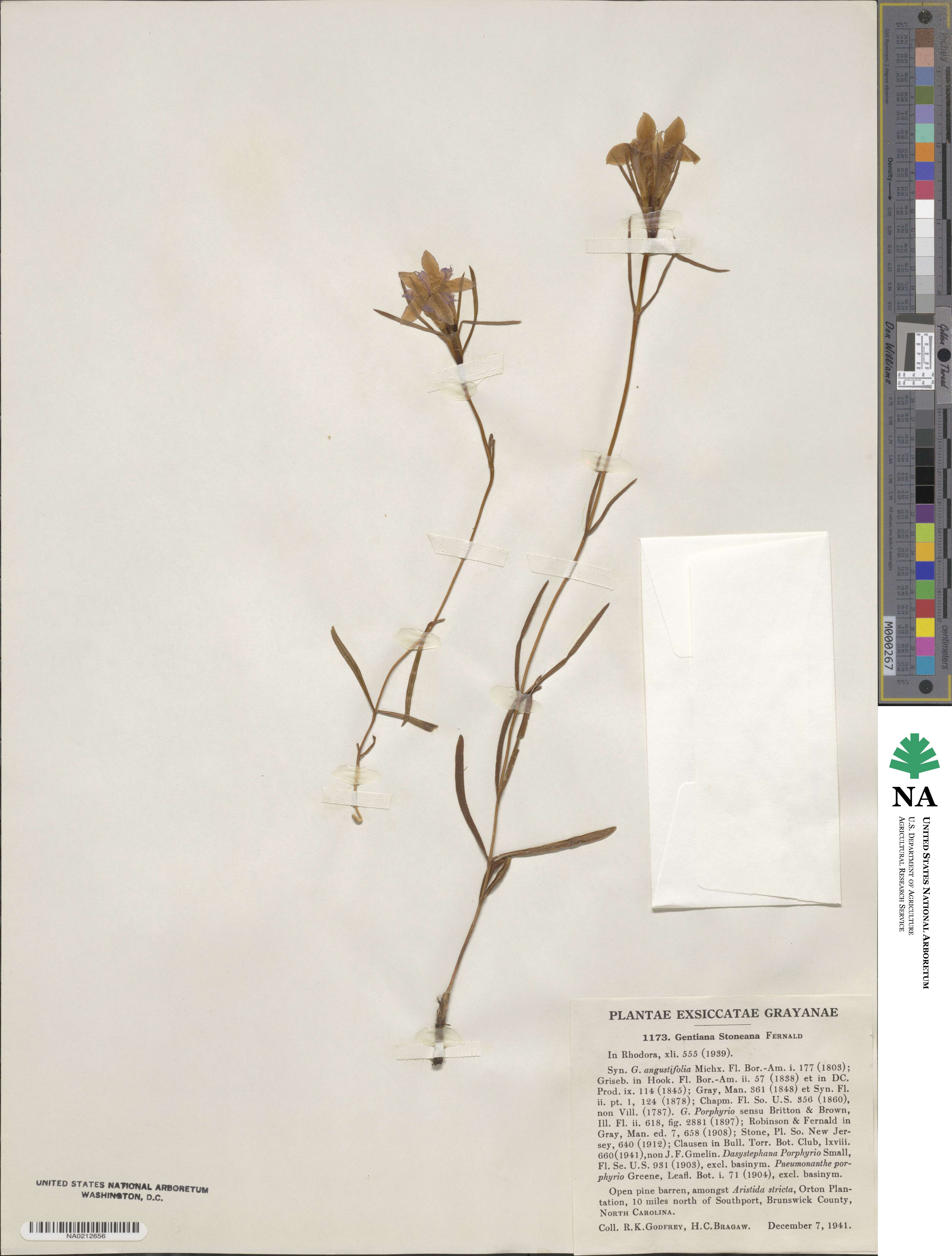 Gentiana autumnalis image