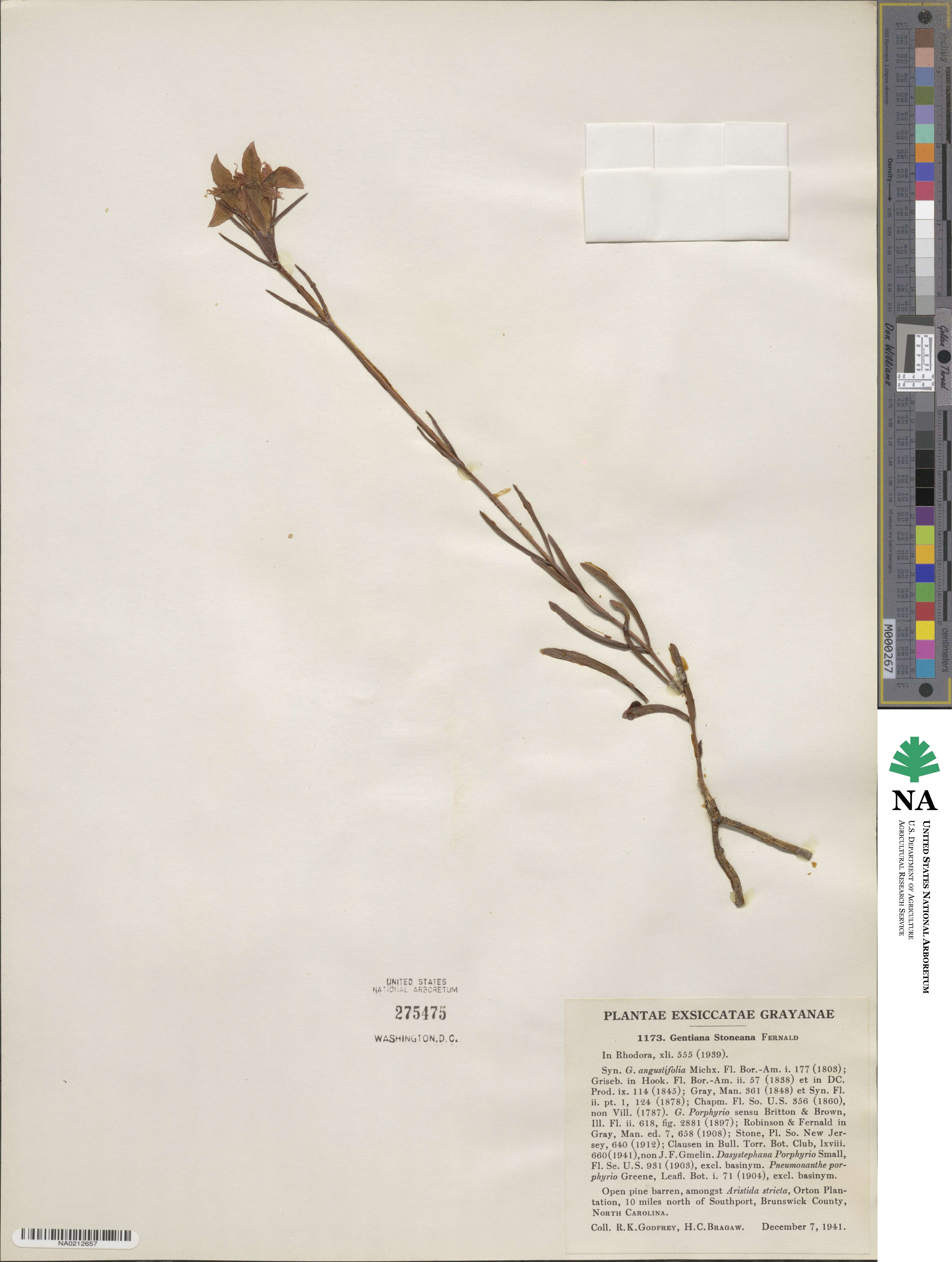 Gentiana autumnalis image