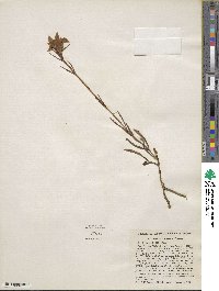 Gentiana autumnalis image