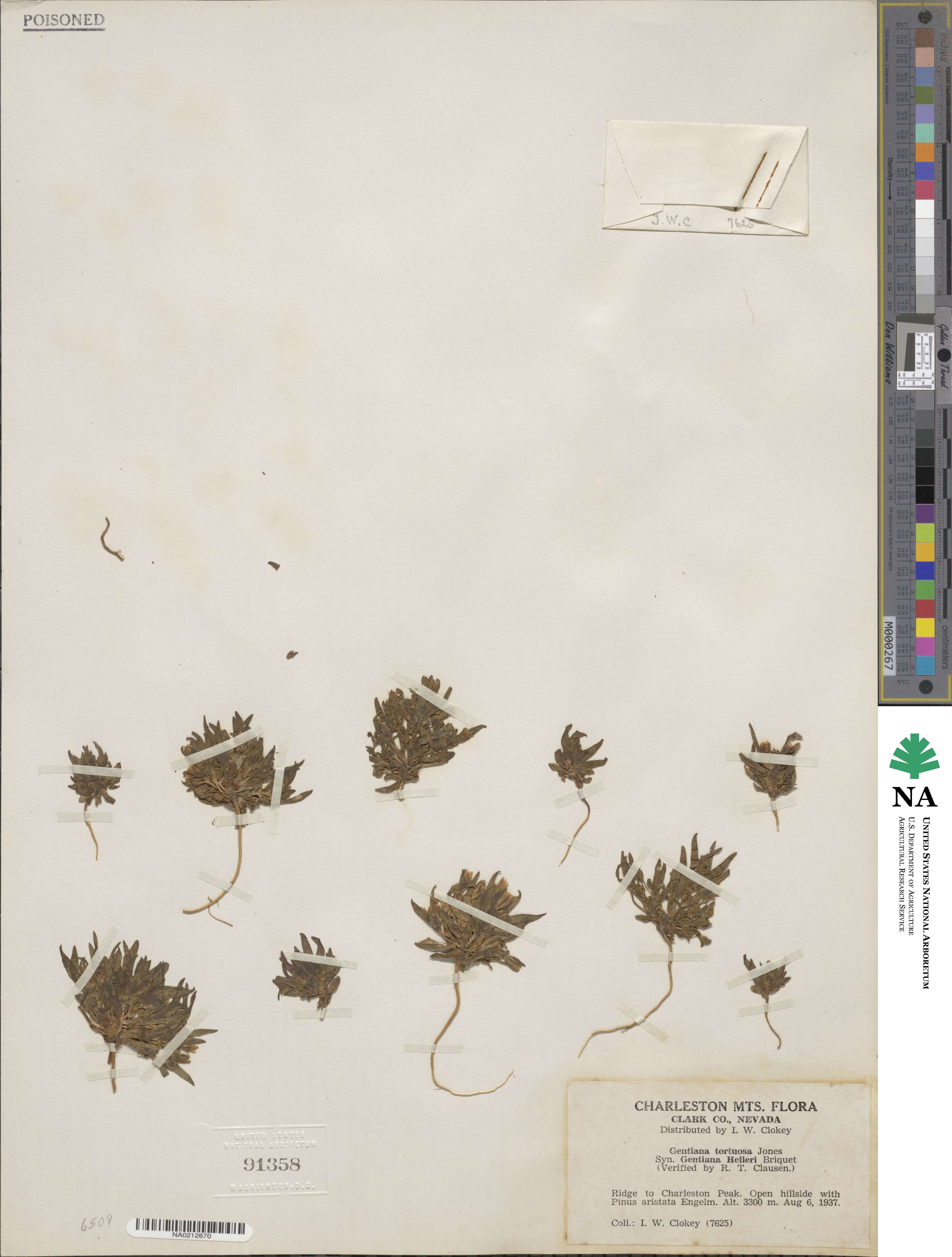 Gentianella image