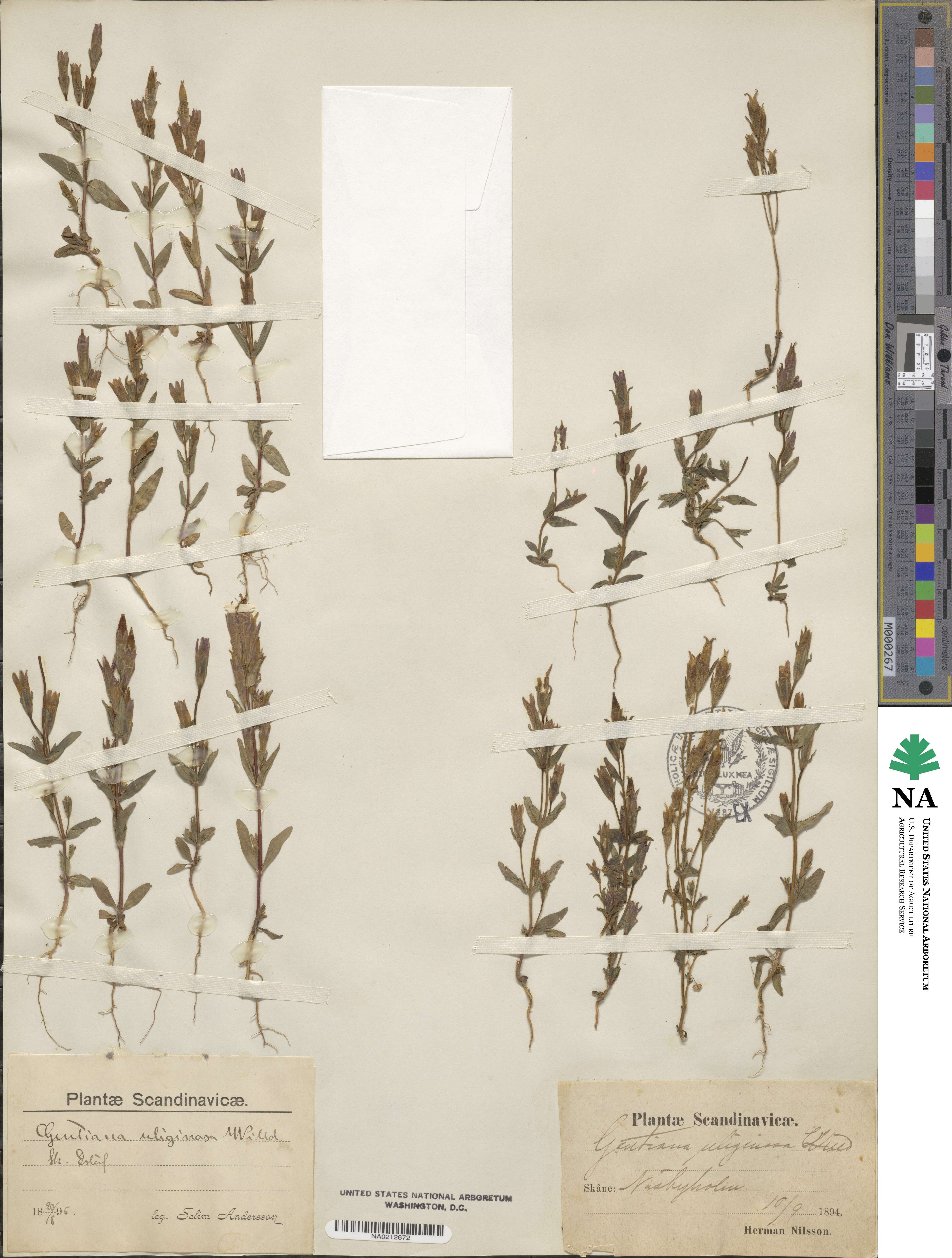 Gentianella image