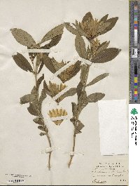 Gentiana villosa image