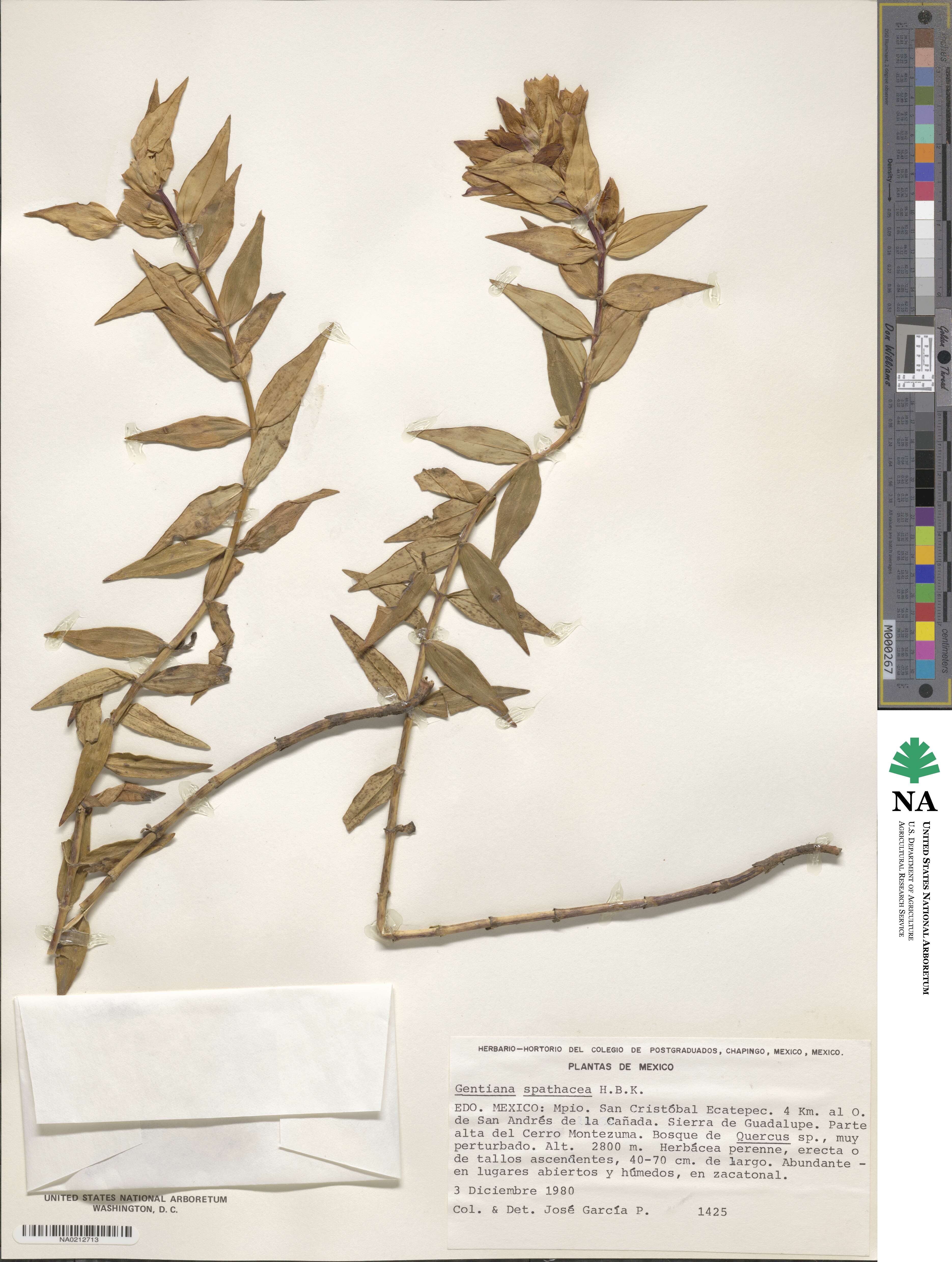 Gentiana spathacea image