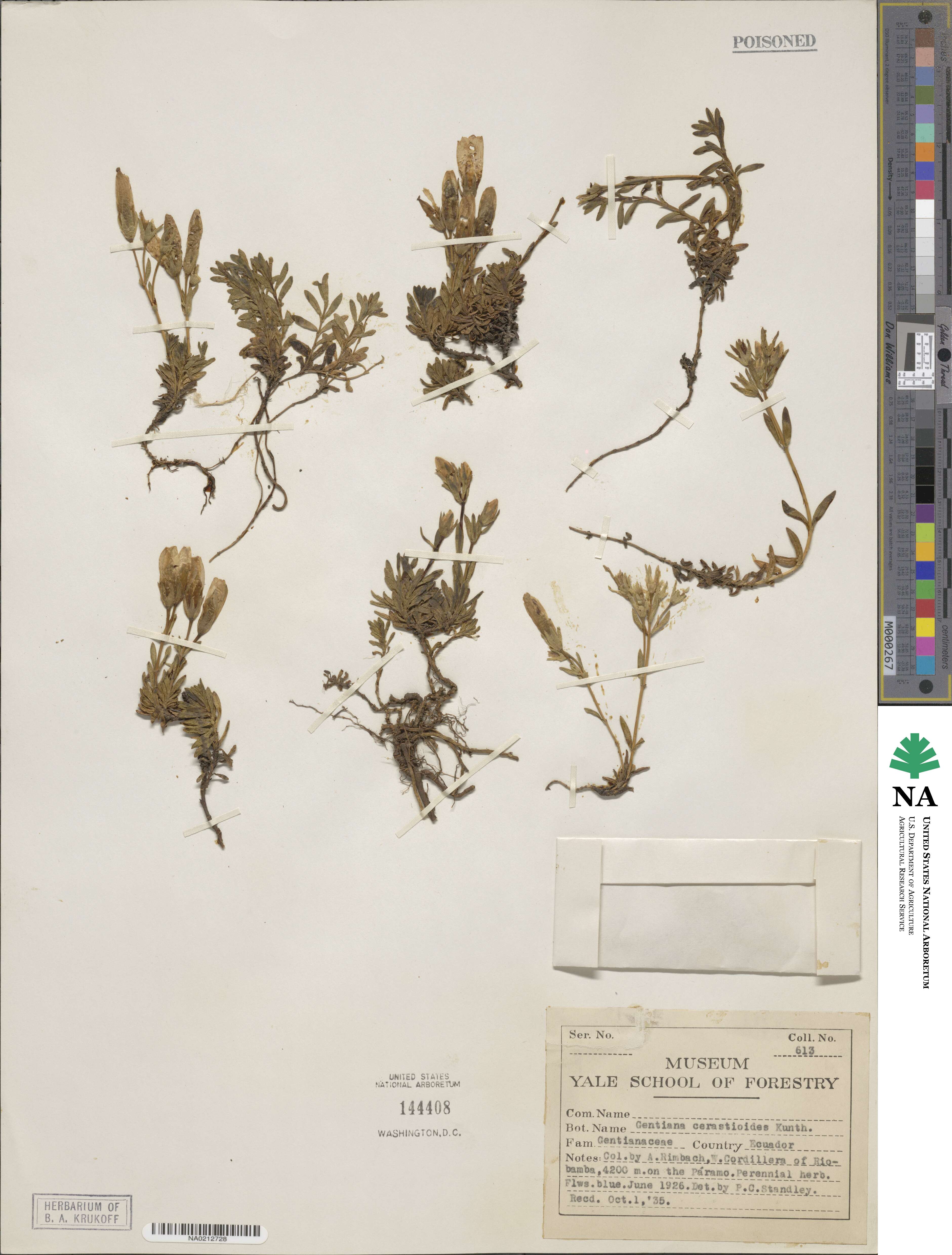 Gentianella cerastioides image