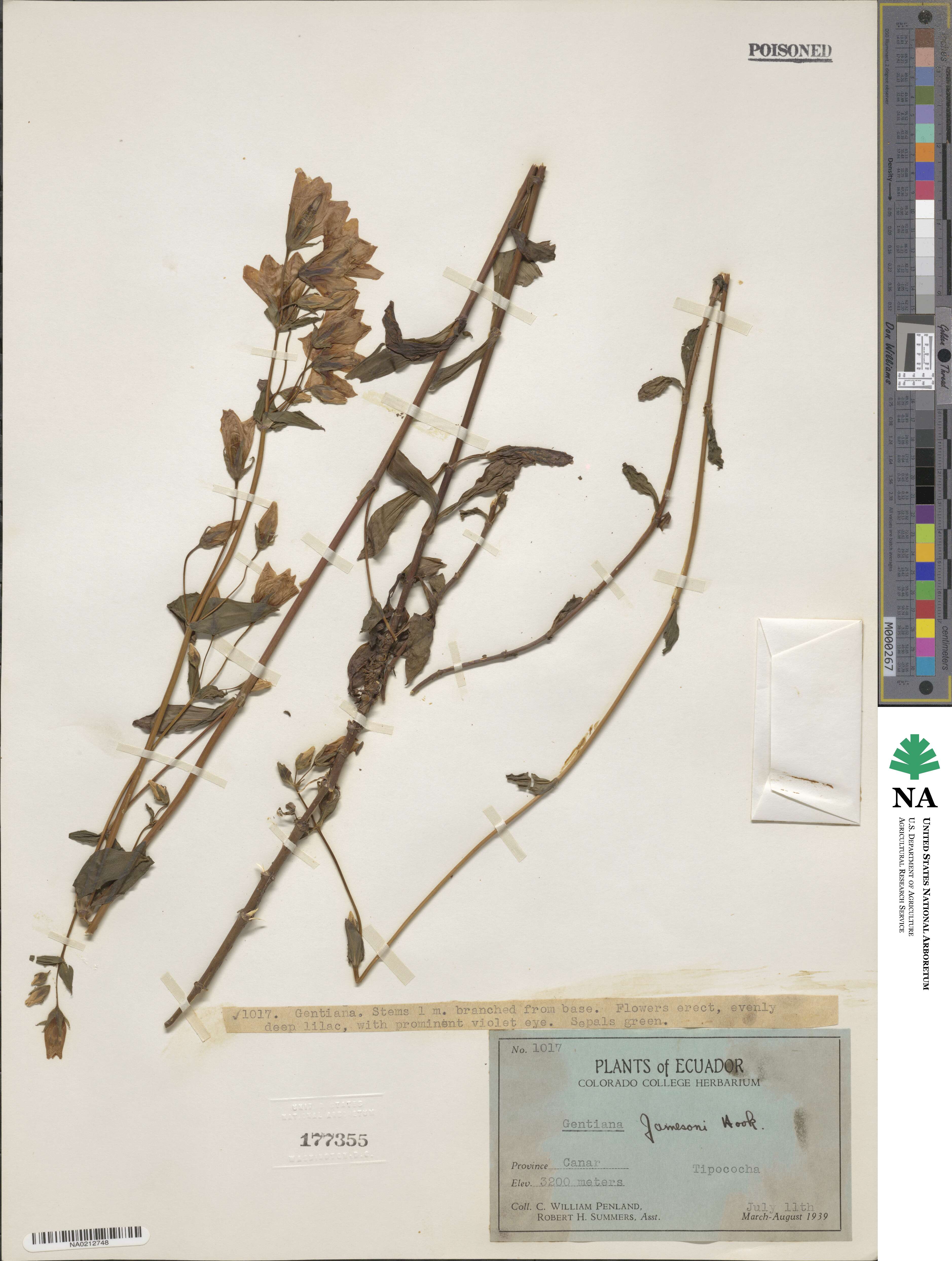 Gentiana jamesii image