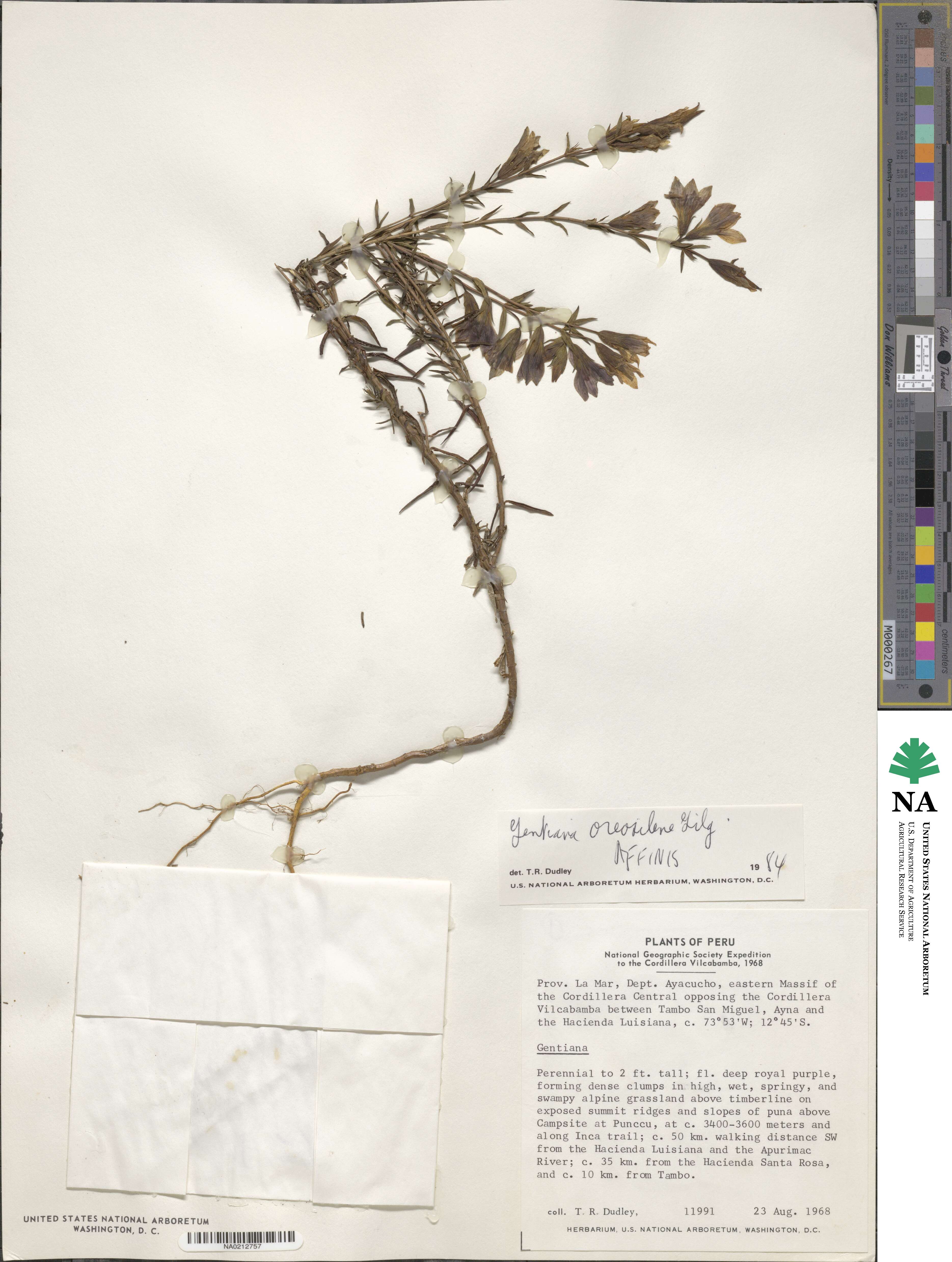 Gentianella oreosilene image