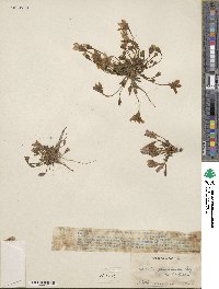 Image of Gentianella primuloides