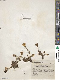 Gentianella scarlatina image