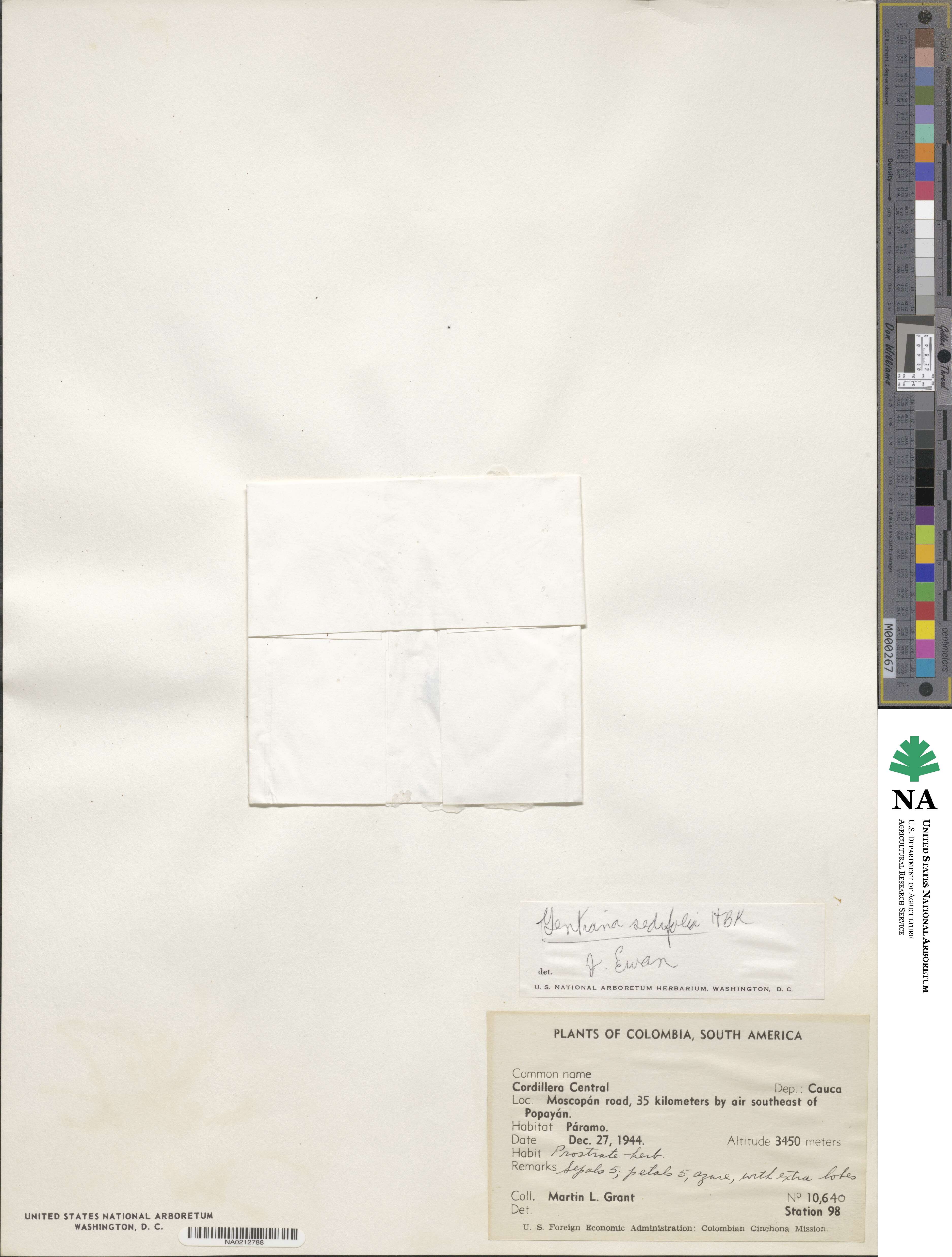 Gentiana prostrata image