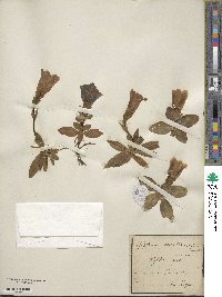 Gentiana acaulis image