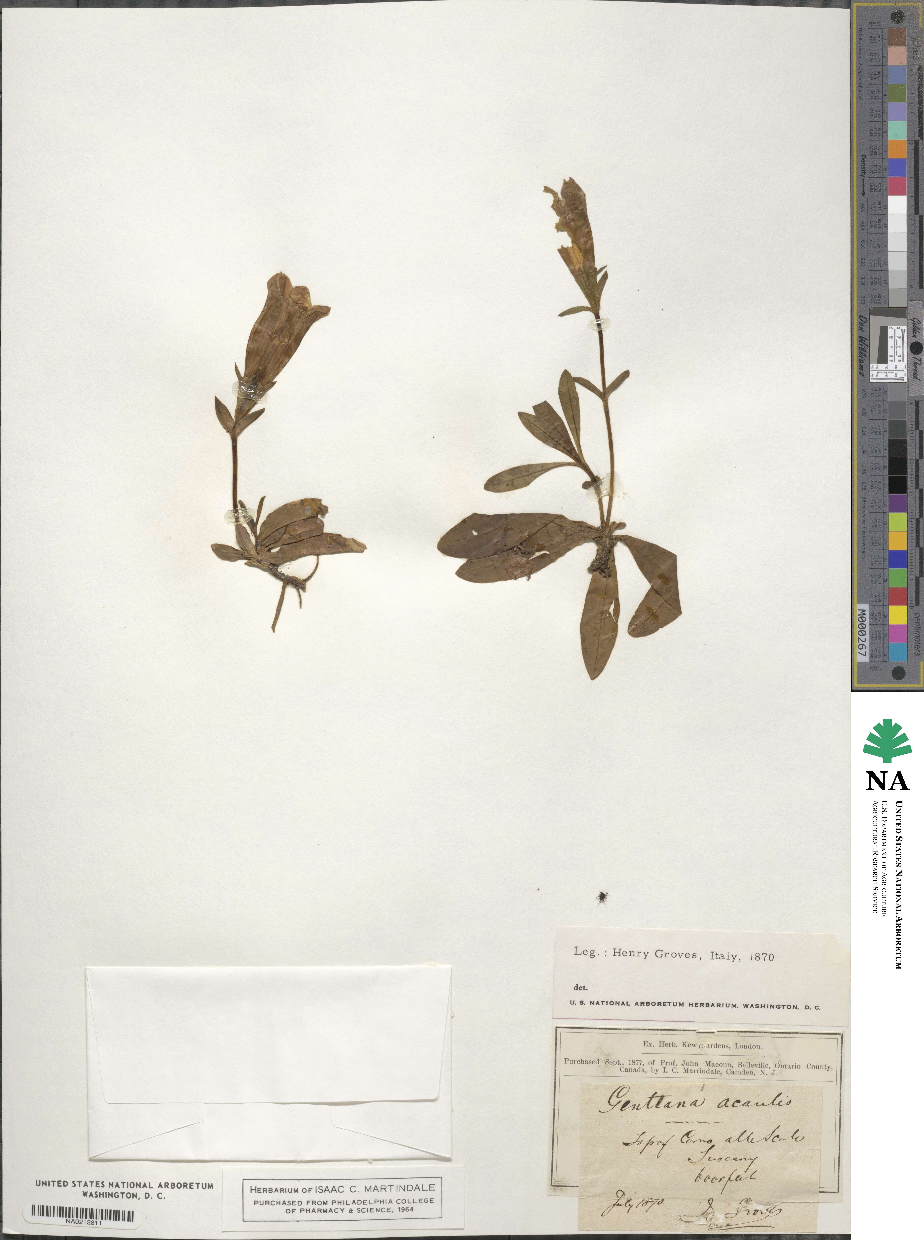 Gentiana acaulis image