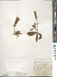 Gentiana acaulis image