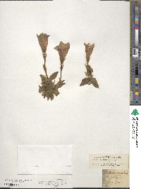 Gentiana acaulis image