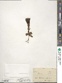 Gentiana acaulis image