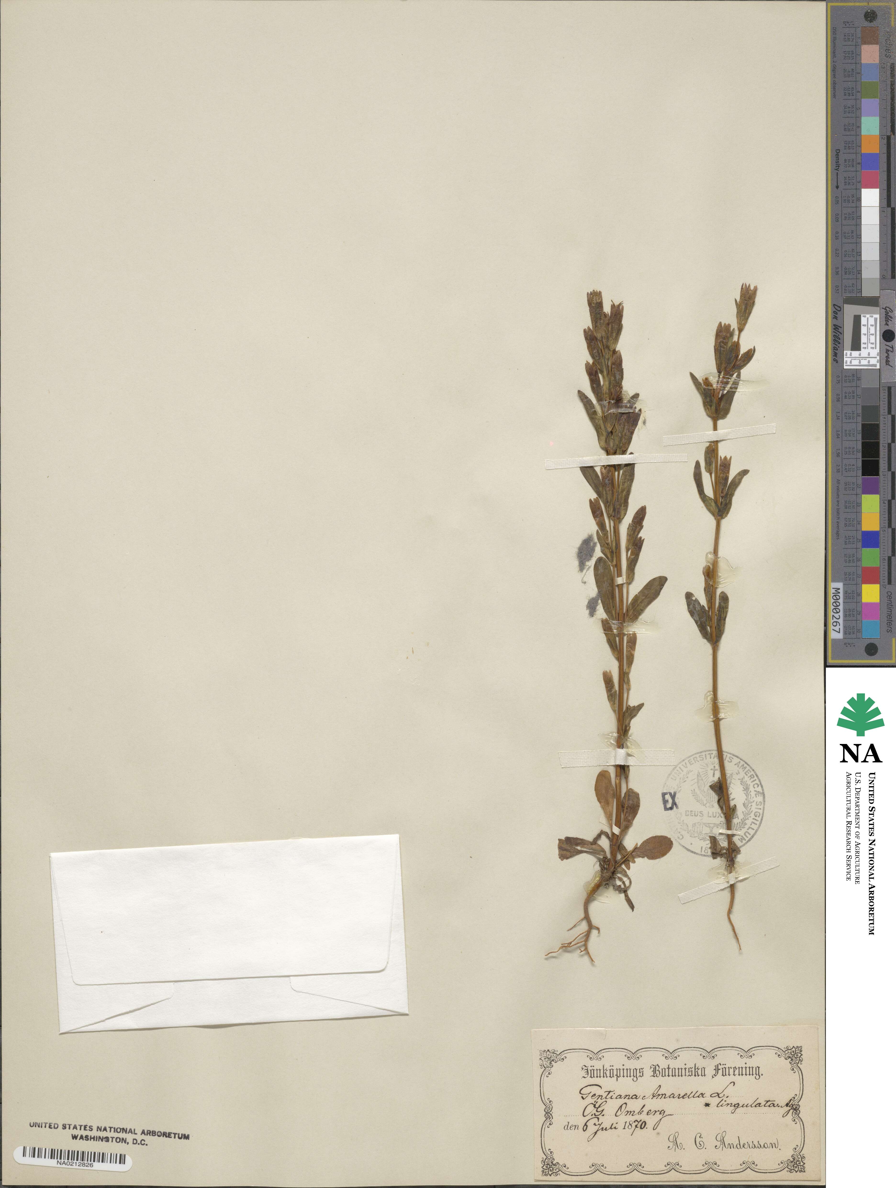 Gentiana amarella image