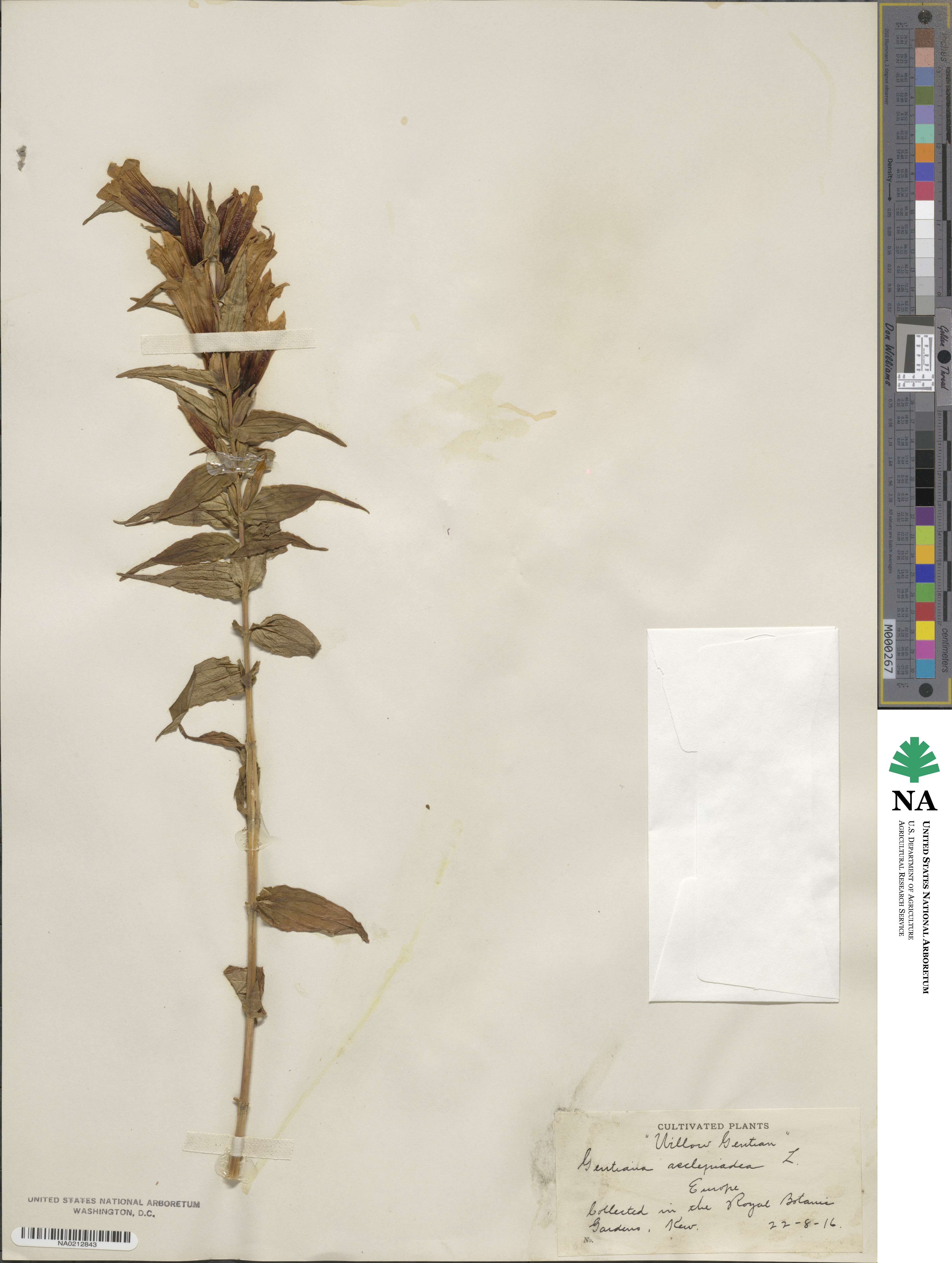 Gentiana asclepiadea image