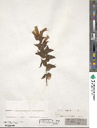 Gentiana asclepiadea image