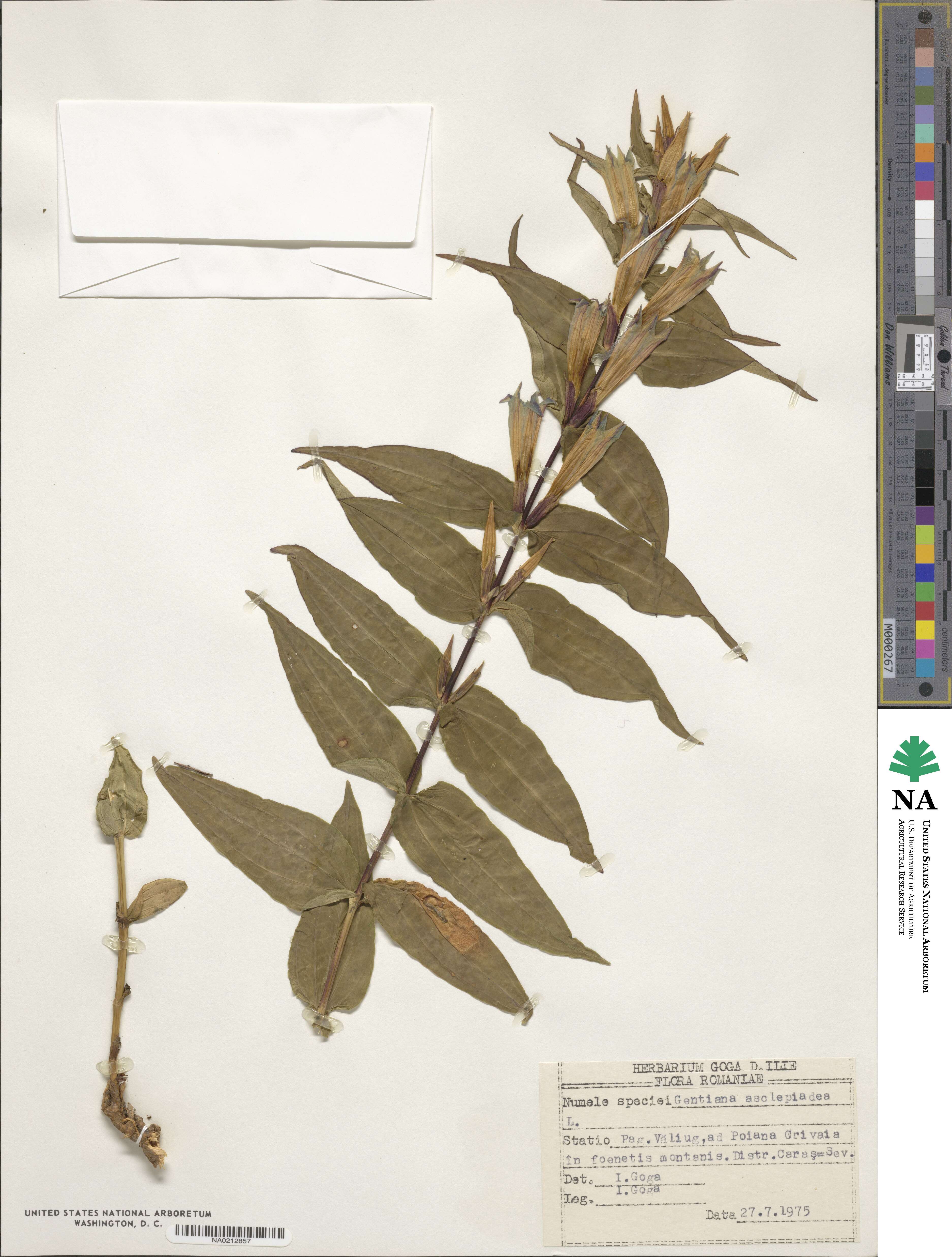 Gentiana asclepiadea image