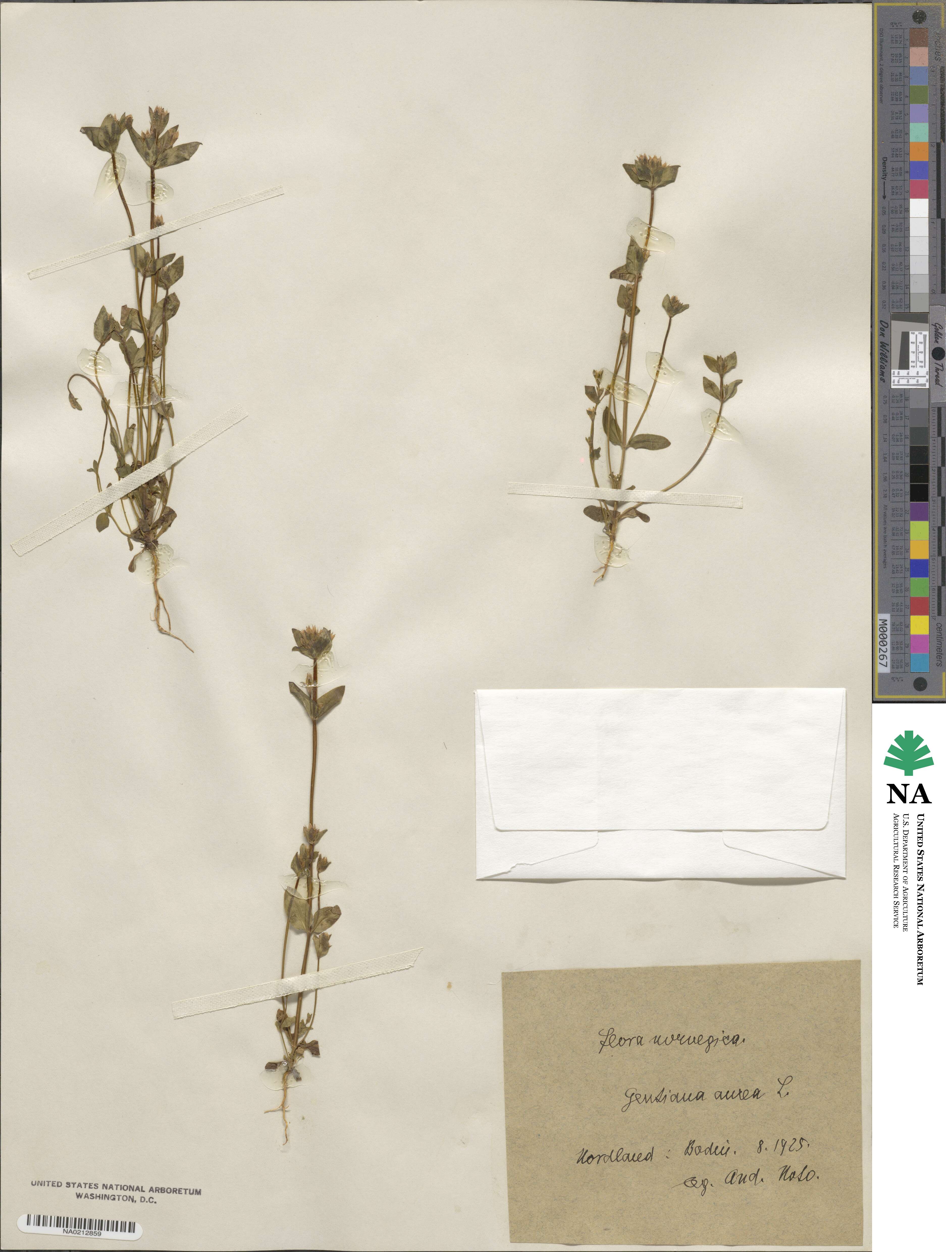 Gentianella aurea image