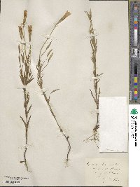 Gentianopsis barbata subsp. barbata image