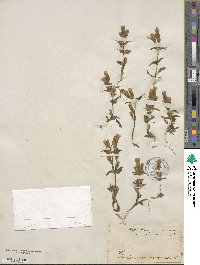 Gentiana campestris image