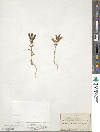 Gentiana campestris image