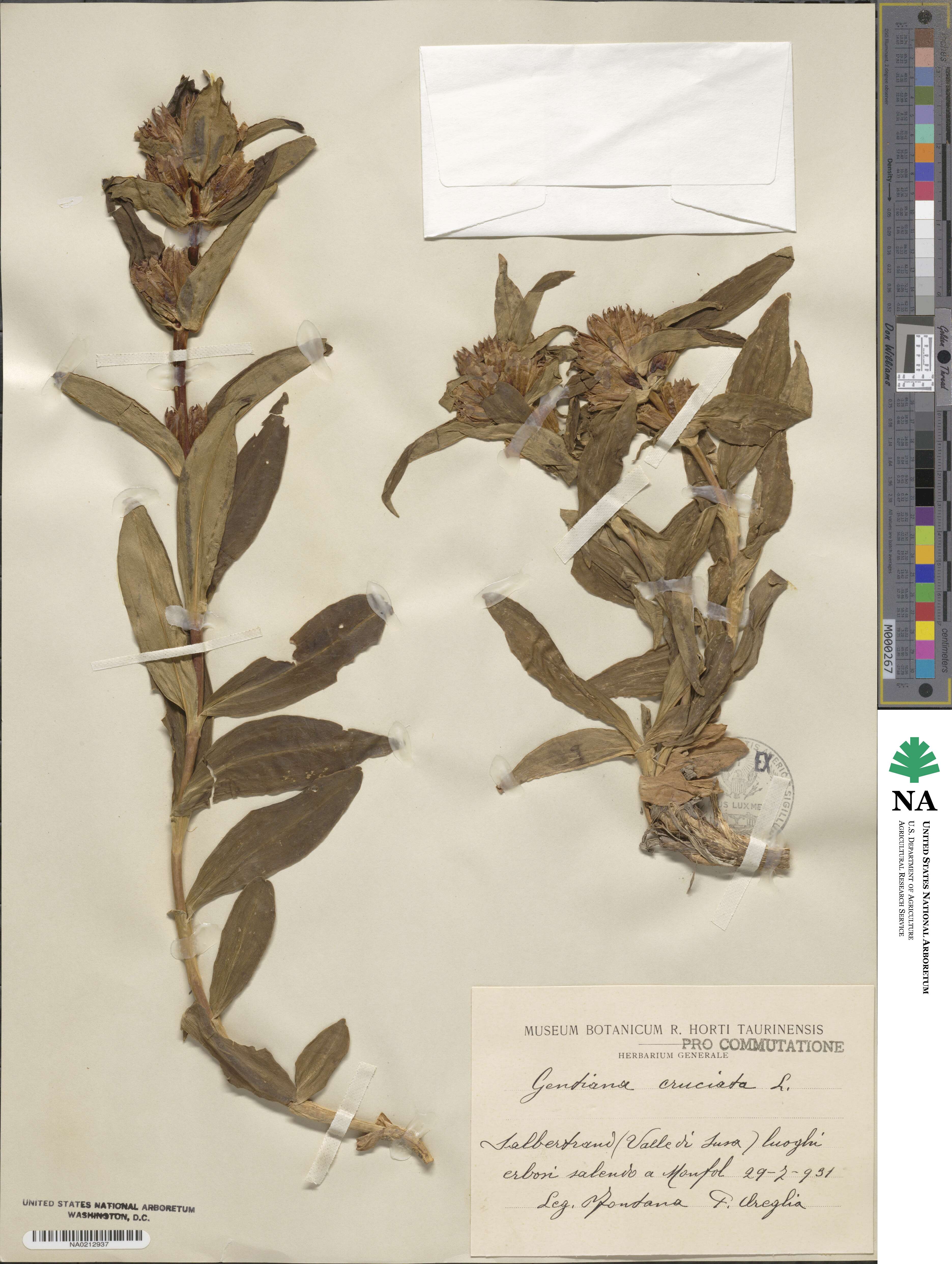 Gentiana cruciata image