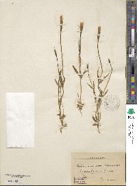 Gentianopsis detonsa subsp. detonsa image