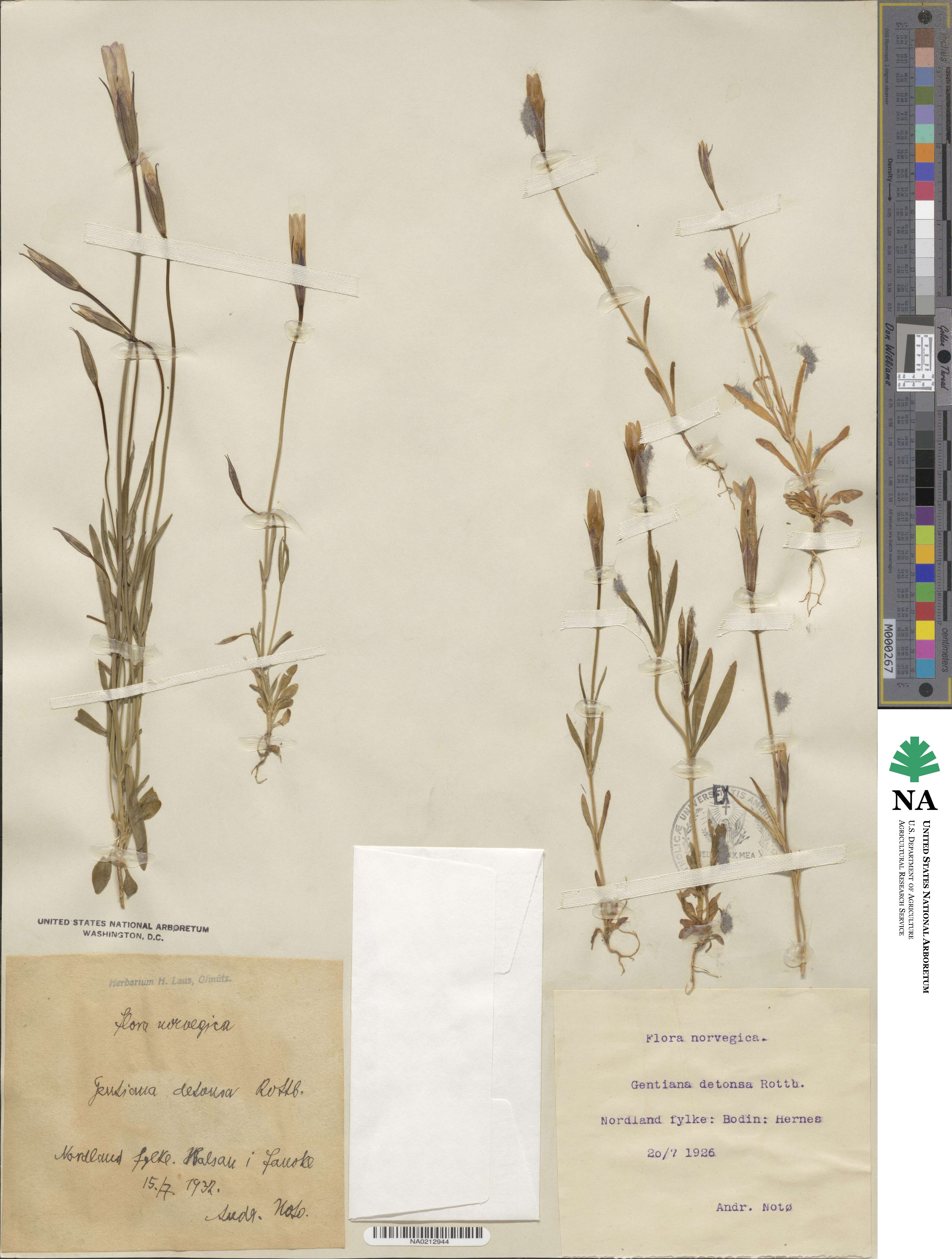 Gentianopsis detonsa subsp. detonsa image